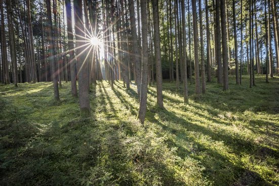 Sonnenstrahlen im Wald